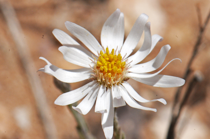 Rose Heath has showy white ray flowers with yellow centers. This species blooms from March or April to August, October or November; earlier and later in adjacent states. Chaetopappa ericoides 